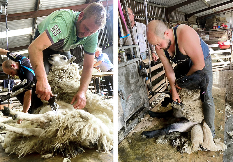 Shearing